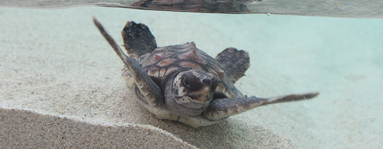 かすみがうら市水族館