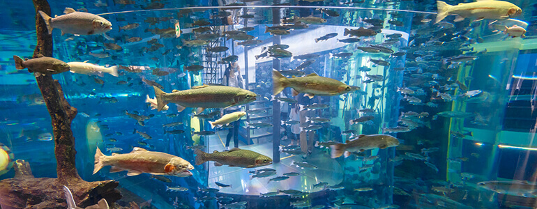 山梨県立富士湧水の里水族館 森の中の水族館