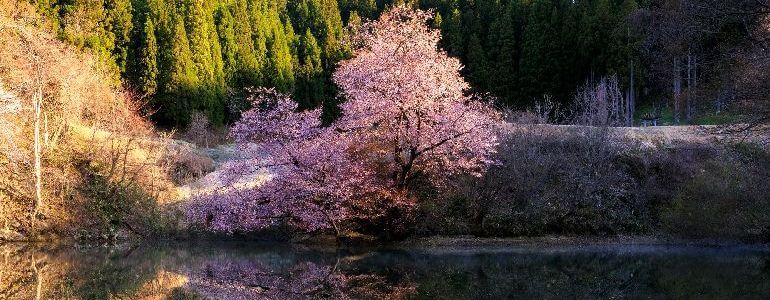 沼ノ平の鏡桜