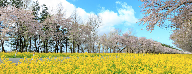 大潟村 桜と菜の花ロード
