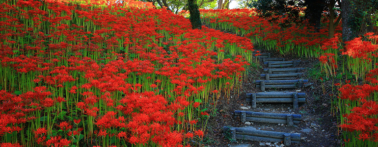 羽黒山公園