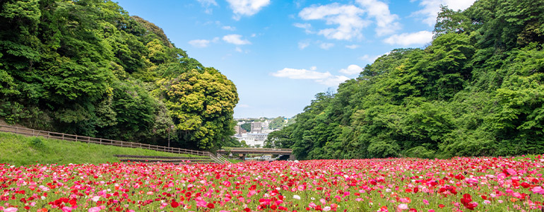 くりはま花の国