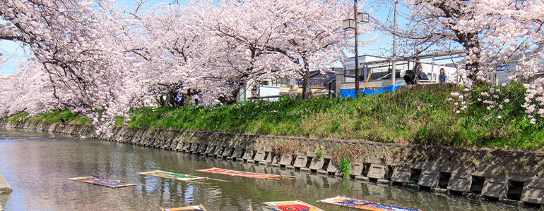 岩倉五条川の桜並木