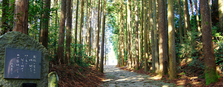 箱根旧街道杉並木