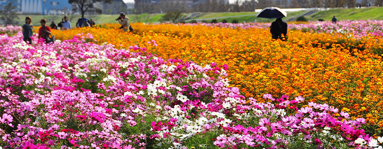 イシックス馬入のお花畑
