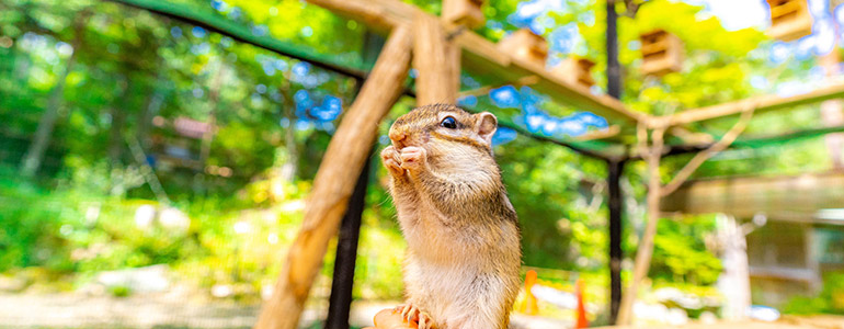 リスの森飛騨山野草自然庭園