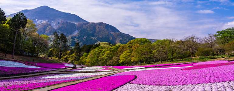 羊山公園