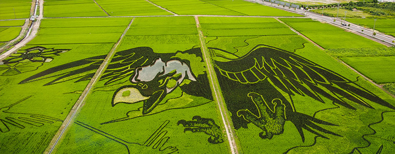 世界最大の田んぼアート
