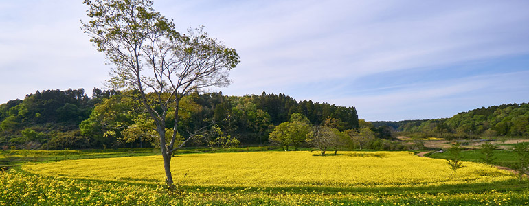 市原みつばち牧場