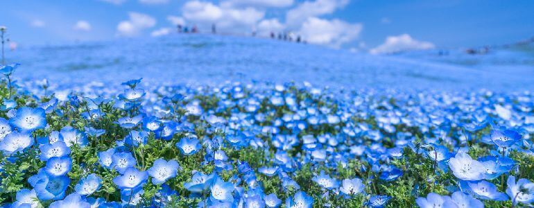 国営ひたち海浜公園